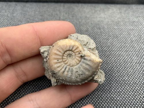 Amaltheus fossil ammonite - sp,