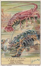 Liebig 6 Cards V/G:  S1373