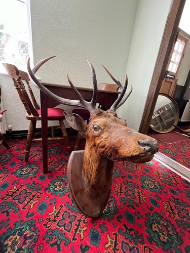 Taxidermy stags head - taxidermy,