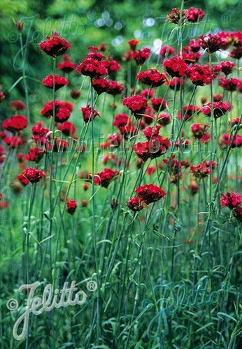 Dianthus cruentus hardy - dianthus,