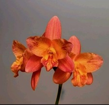 Mini Cattleya "Tangerine