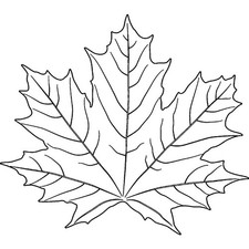 'Maple Leaf' Unmounted Rubber
