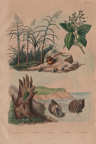 Sugar cane cinnamon - sugar, cane.