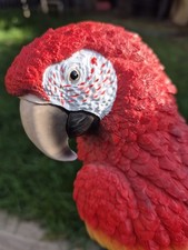 Red macaw garden ornament - ornament,