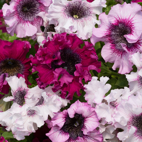 Petunia superbissima triumph - superbissima,