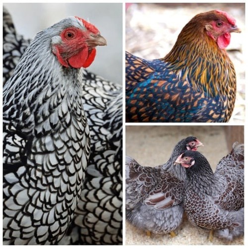 Purebred eggs ayam - 10, eggs: