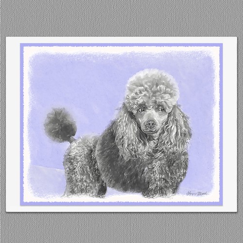 Poodle miniature toy silver - miniature,