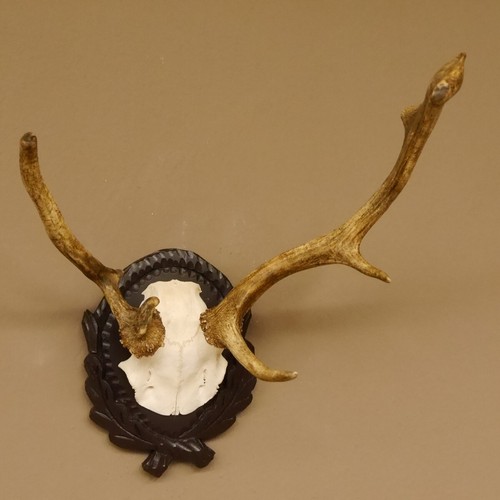 Fallow deer abnormal antlers - abnormal,