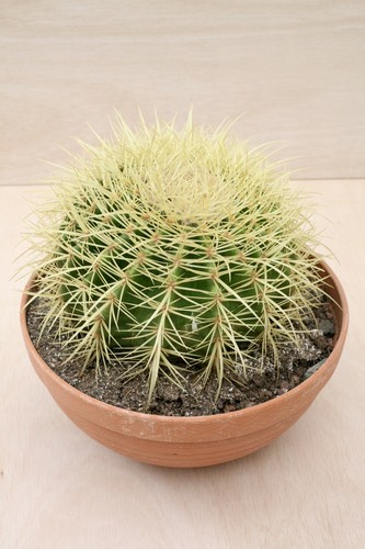 Golden barrel cactus - golden, –