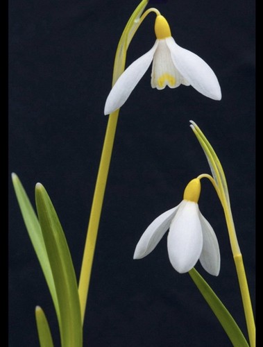 Galanthus spindlestone - galanthus, ‘spindlestone