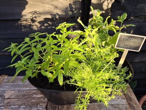 Herbal tea herb collection - herbal,