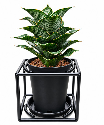 Rare sansevieria house plant - sansevieria,