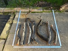 Natural Manzanita Driftwood