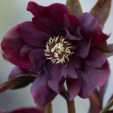 Hellebore Double Waterlily, 9cm Pots, 3 x Hardy Plants Winter Spring Flowering
