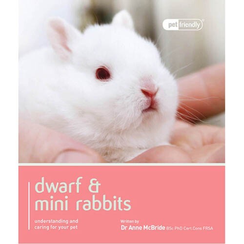 Dwarf mini rabbits - mini, pet