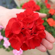 T&M Geranium Power Red Garden