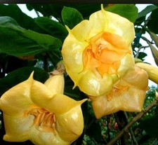 Brugmansia Gold Face Angel
