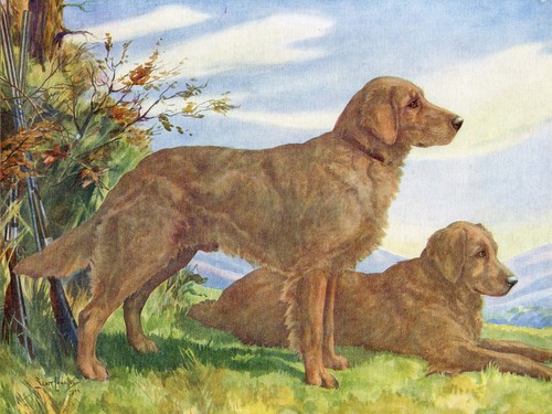 Golden retriever dogs vintage - retriever,