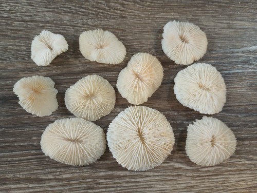 Pcs mushroom coral - 10, ocean