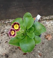 Primula Auricula " ANCIENT SOCIETY" flowers 1 litre pot