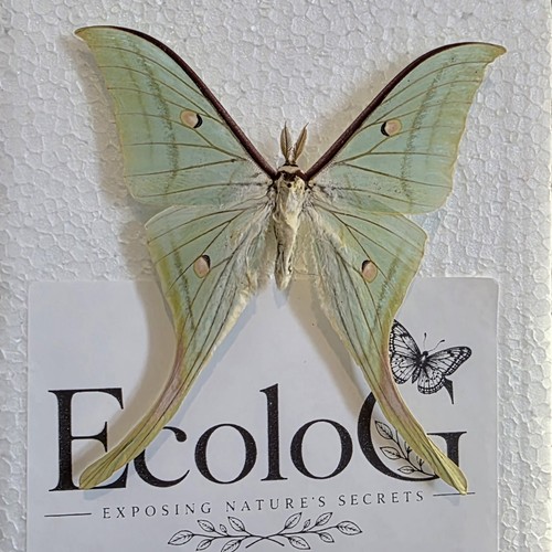 Actias selene moth specimen - selene,