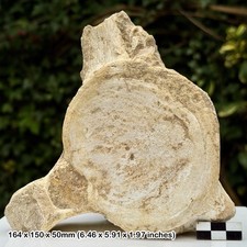 RARE Huge 5" Plesiosaur