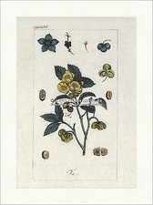 Tea tea plant Camellia