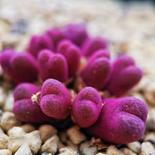 10x Conophytum Roodiae ne