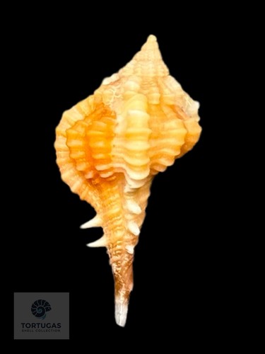 Vokesimurex rubidus c - vokesimurex,