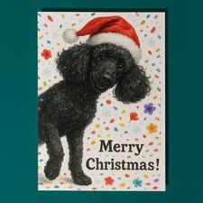 Poodle Dog- Don’t Look Away