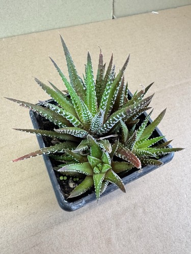 Haworthia fasciata x 7cm - fasciata, 1