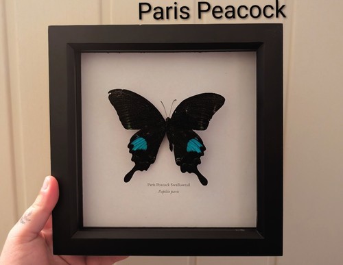 Paris peacock frame - paris,