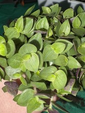 Callisia repens Turtle Vine