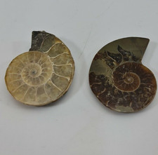 Ammonite fossil cut - ammonite,