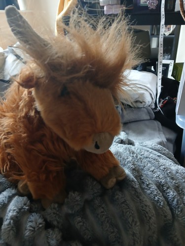 New highland cow - highland,