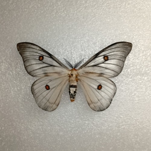 Ghostly silkmoth ceranchia - silkmoth,,
