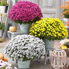 Chrysanthemums Flower Selection | Vibrant Autumn Flowering Garden Mums Plants