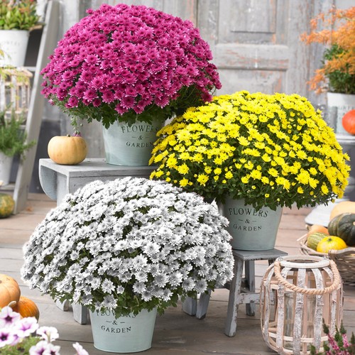 Chrysanthemums flower - chrysanthemums,