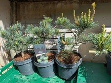Japanese White Pine