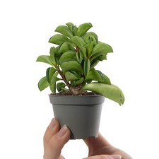 Baby Taco Plant Peperomia Fire