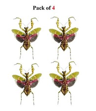4pcs Taxidermy Praying Mantis