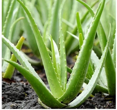 Live aloe vera - vera, –