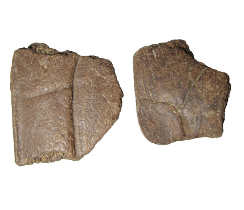 Cretaceous hell creek dinosaur - cretaceous,