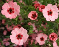 POTENTILLA nepalensis 'Miss
