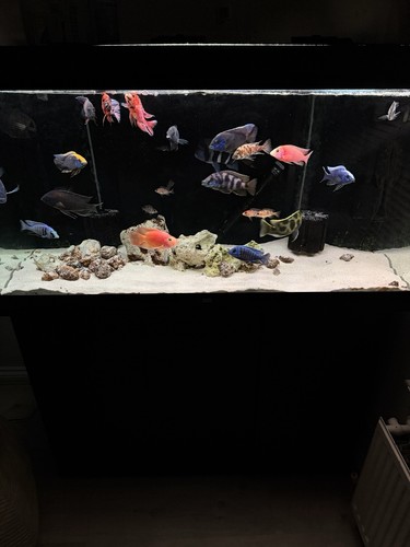Juwel 350 led aquarium - 350,