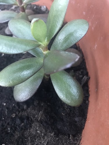 Money plant jade - jade, crassula