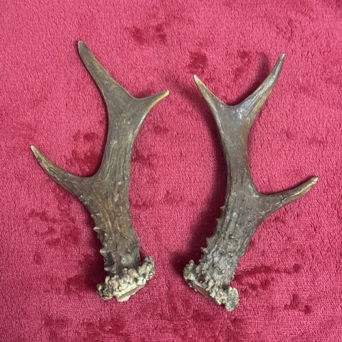 Fancy pair roe - of, deer
