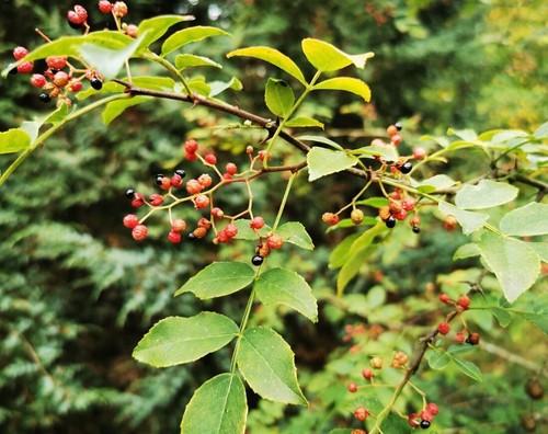 Zanthoxylum giraldii sechuan - giraldii,,