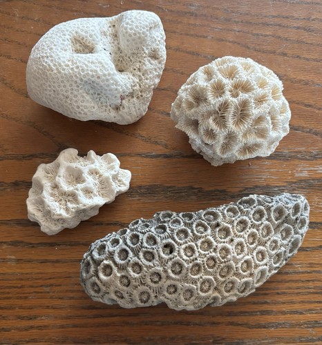 Fossilized coral brain - fossilized,