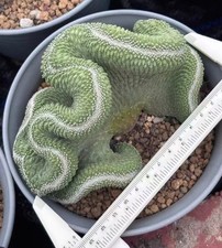 Rare Cacri Strombocactus
